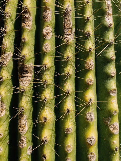 Cactus – 9x12 / Unframed / None