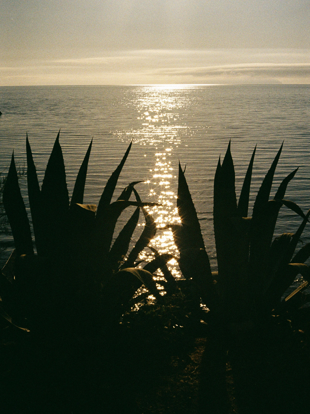 Agave and Sea – 9x12 / Unframed / None