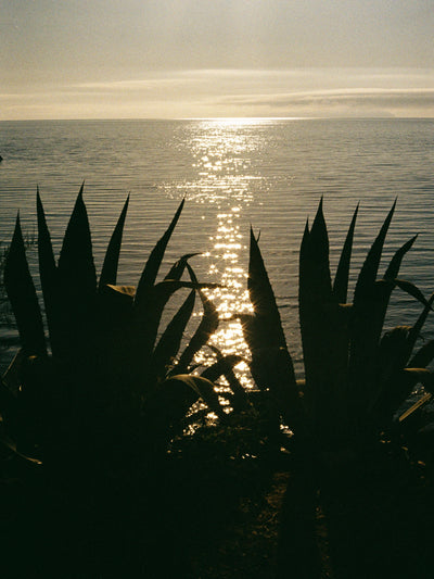 Agave and Sea – 9x12 / Unframed / None